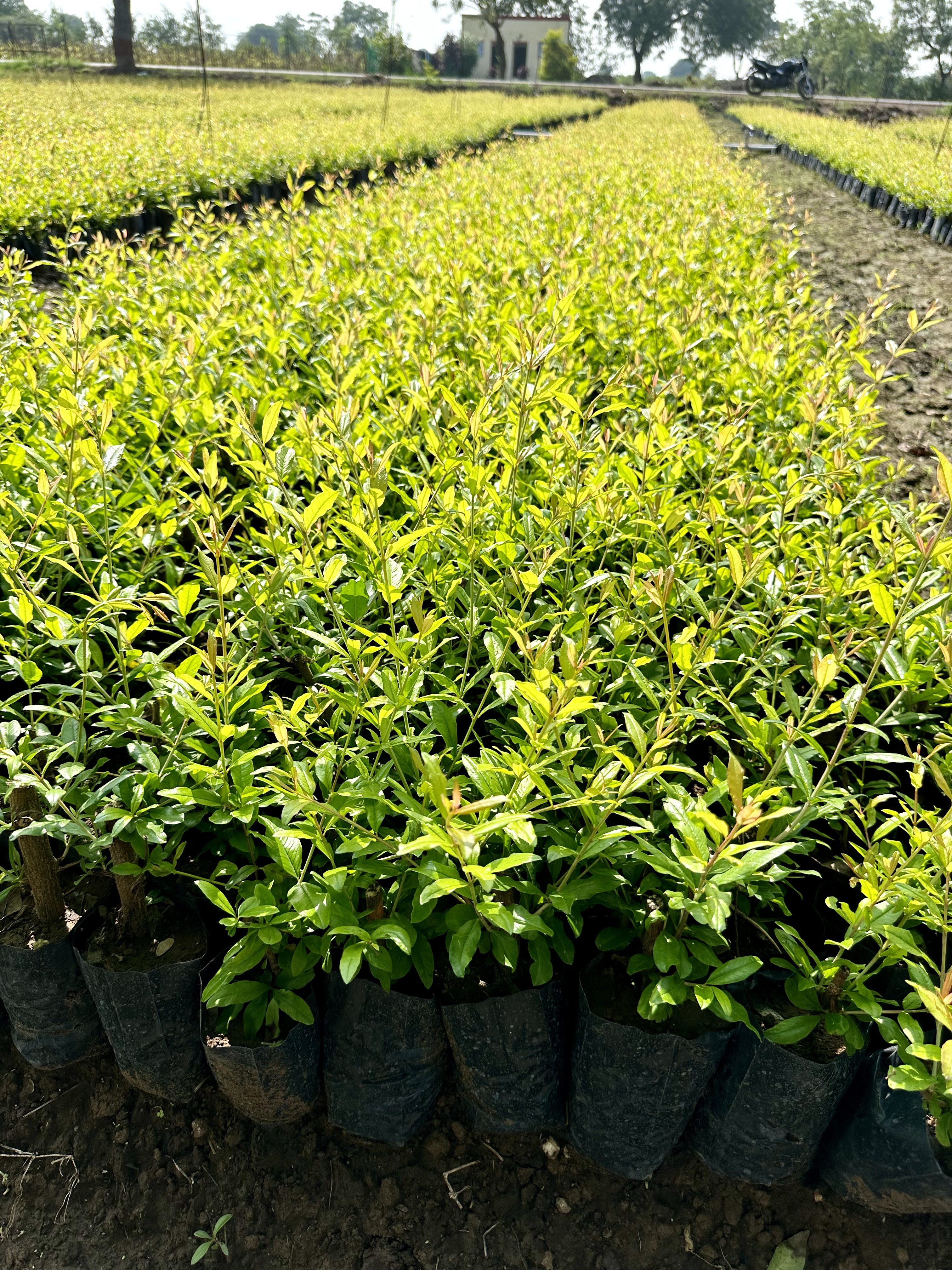 Pomegranate saplings